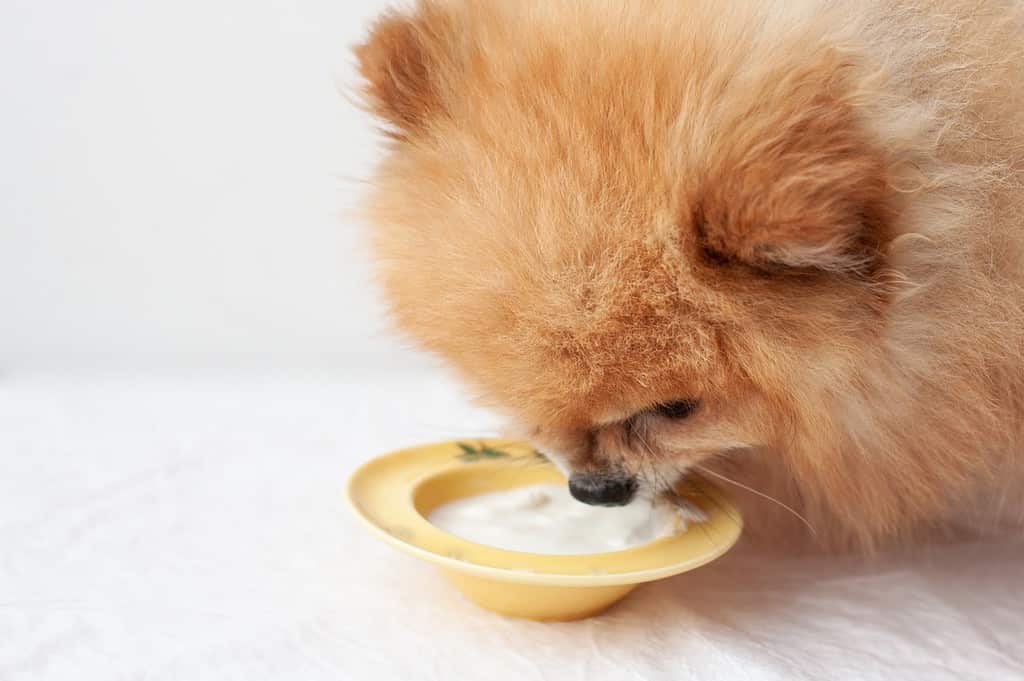Close-up of a fluffy Pomeranian dog eating yogurt from a yellow bowl on a white surface.