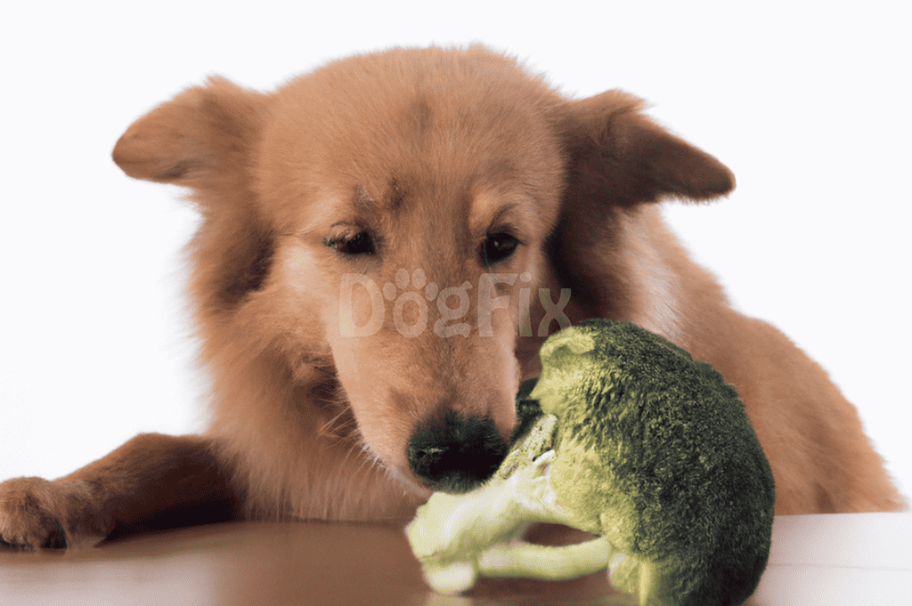 Adorable puppy chewing fresh broccoli for healthy diet.