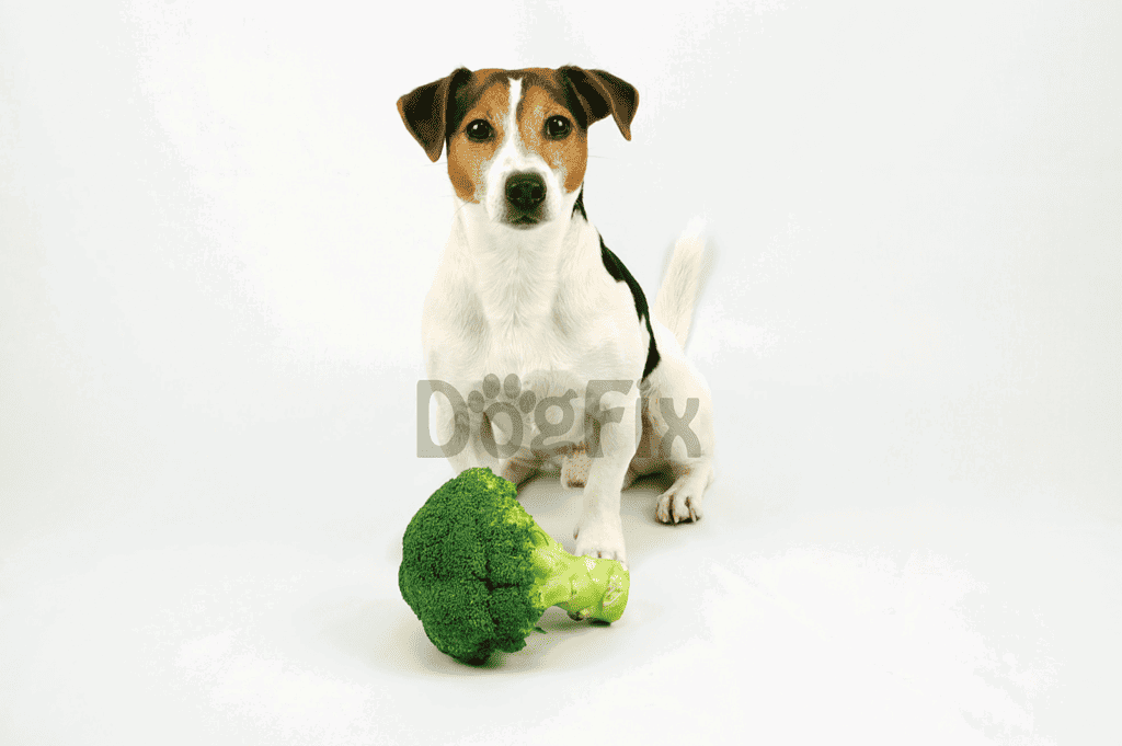 Dog with broccoli, healthy pet food, dog nutrition, and natural dog diet.
