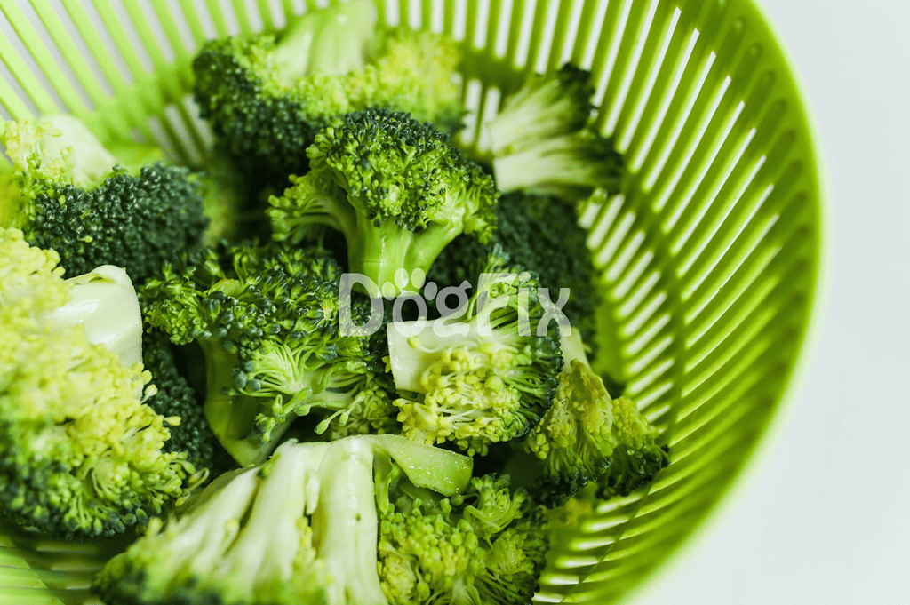Healthy fresh broccoli for dog nutrition food options.