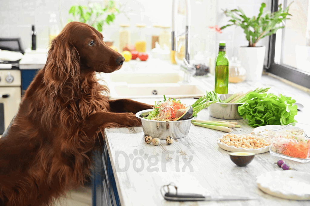 Healthy dog food, fresh vegetables, and treats for canine nutrition.