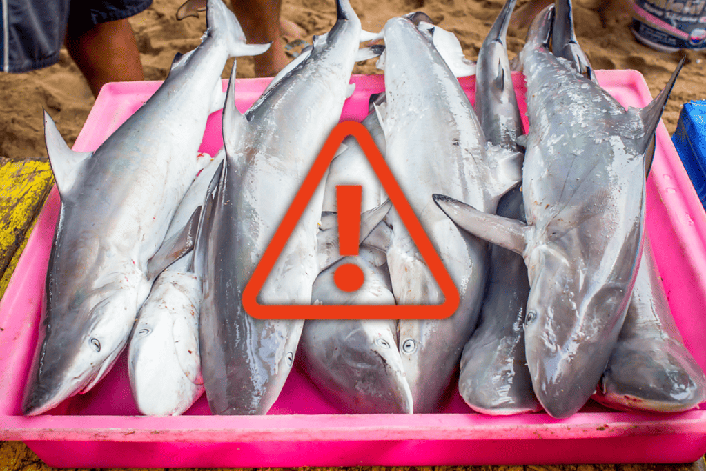 Shark fish for sale at the market, highlighting seafood safety and quality concerns.