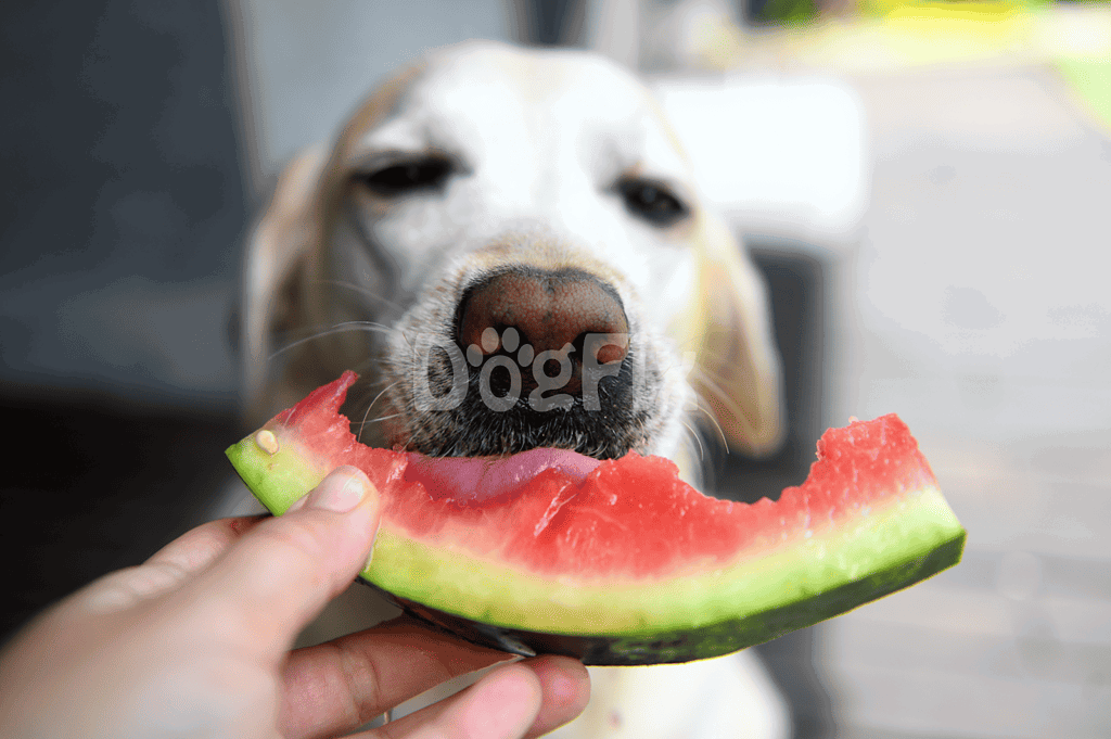 Close-up of a dog about to eat a slice of watermelon, showing a happy pet enjoying a healthy, dog-friendly snack, summer treat, hydration for dogs.