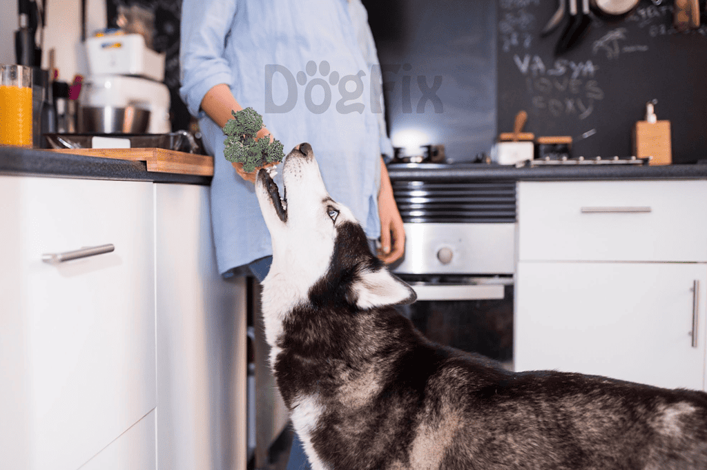 Husky reaching for broccoli in kitchen.