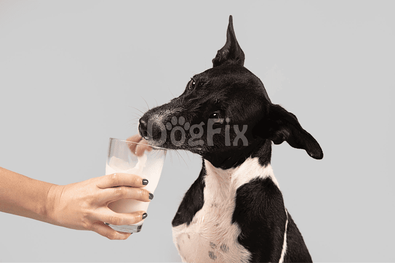 Dog drinking milk from glass, black and white dog, pet care, dog health, dog nutrition, pet wellness, dog lifestyle.