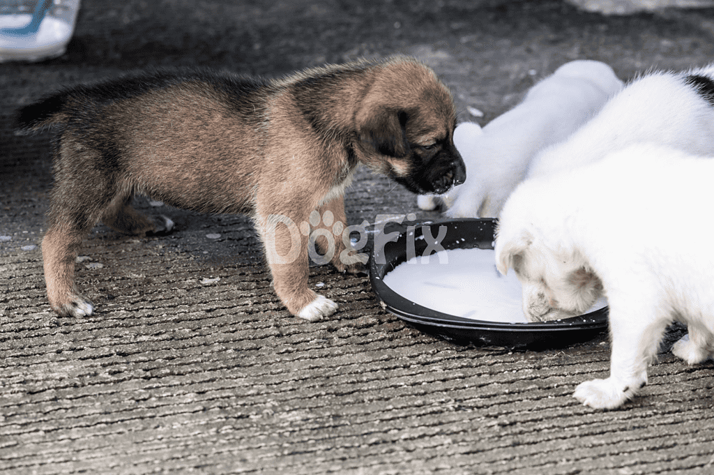 Adorable puppies enjoying milk from a black dish on textured ground. Perfect for pet care and puppy feeding tips.