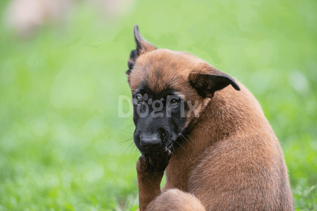 Cute brown puppy licking paw on grass.