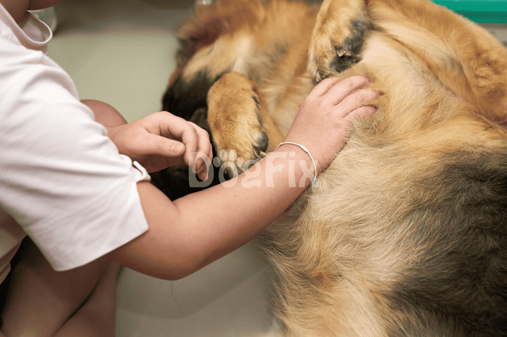 Close-up of a veterinarian examining a large dog on the table for health assessment.