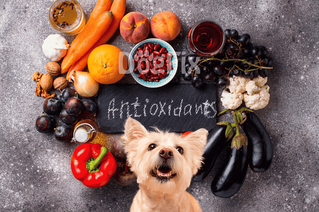 Dog food ingredients for optimal health and antioxidants.