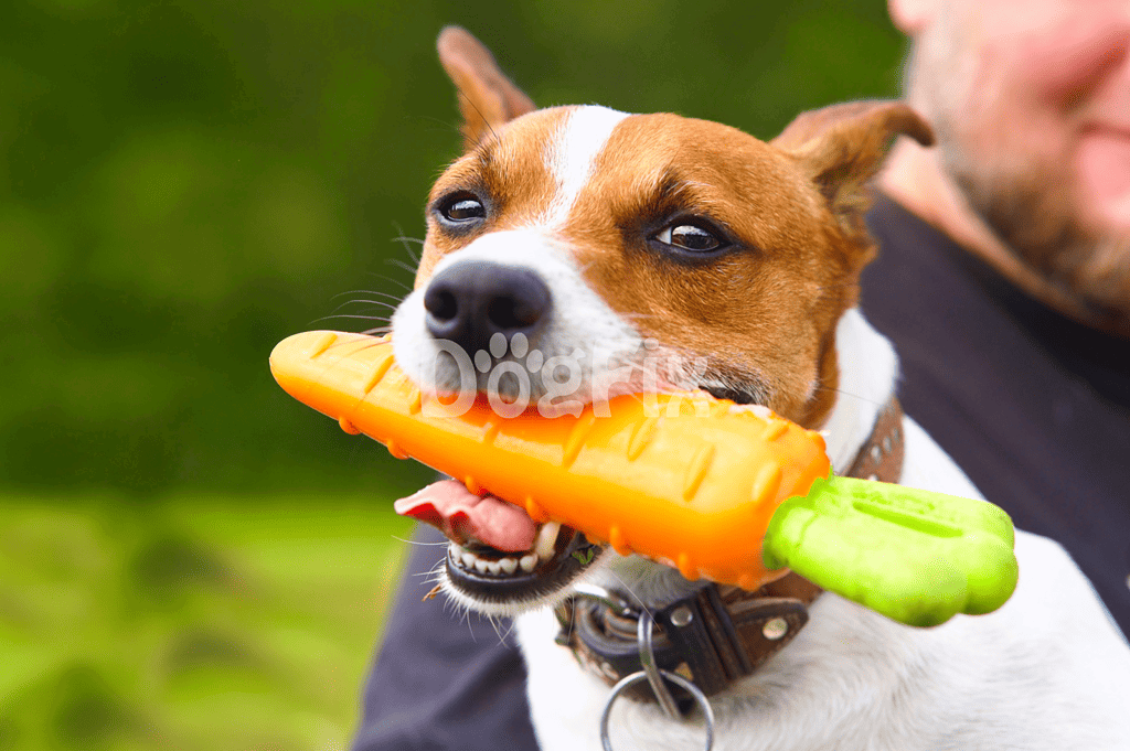 Dog playing outdoors with a colorful chew toy.