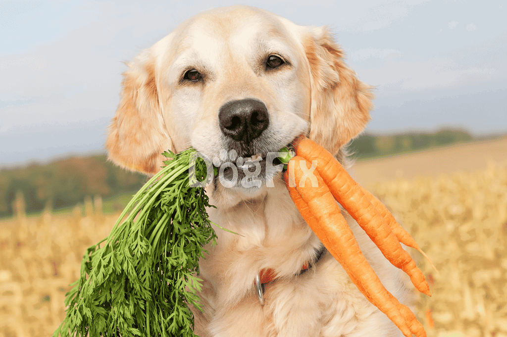 Cute dog with fresh carrots and greens in a field, promoting healthy pet treats and nutrition.