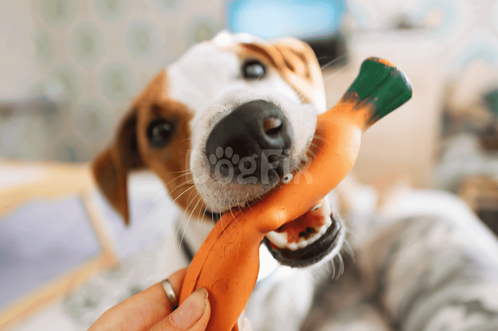 Dog chewing a carrot toy, promoting mental stimulation and stress relief.