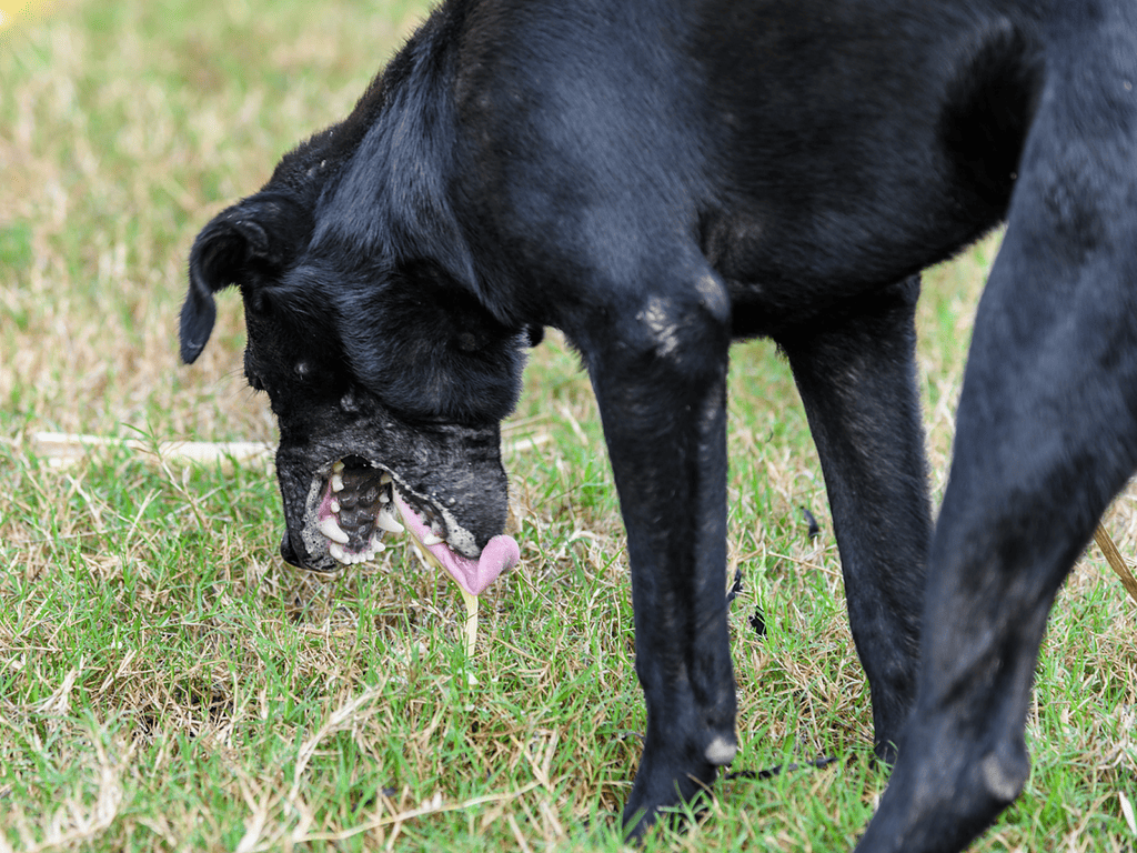 Dog grooming, outdoor pet grooming, black dog grooming, playful dog in grass.