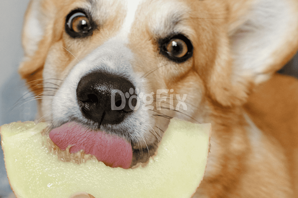 Dog with melon slice in mouth, adorable pet enjoying a healthy snack.
