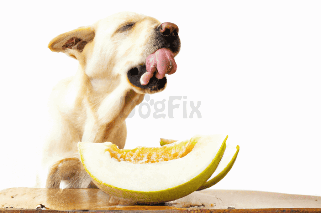 Dog enjoying a juicy melon slice for hydration and refreshment.