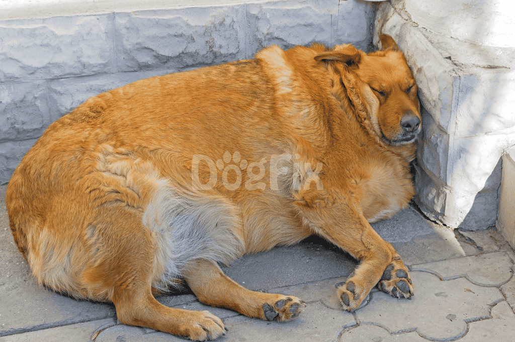 Relaxed dog sleeping against a stone wall.