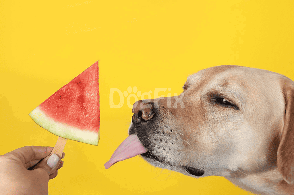 Dog licking watermelon ice cream on yellow backdrop, healthy summer snack for dogs.