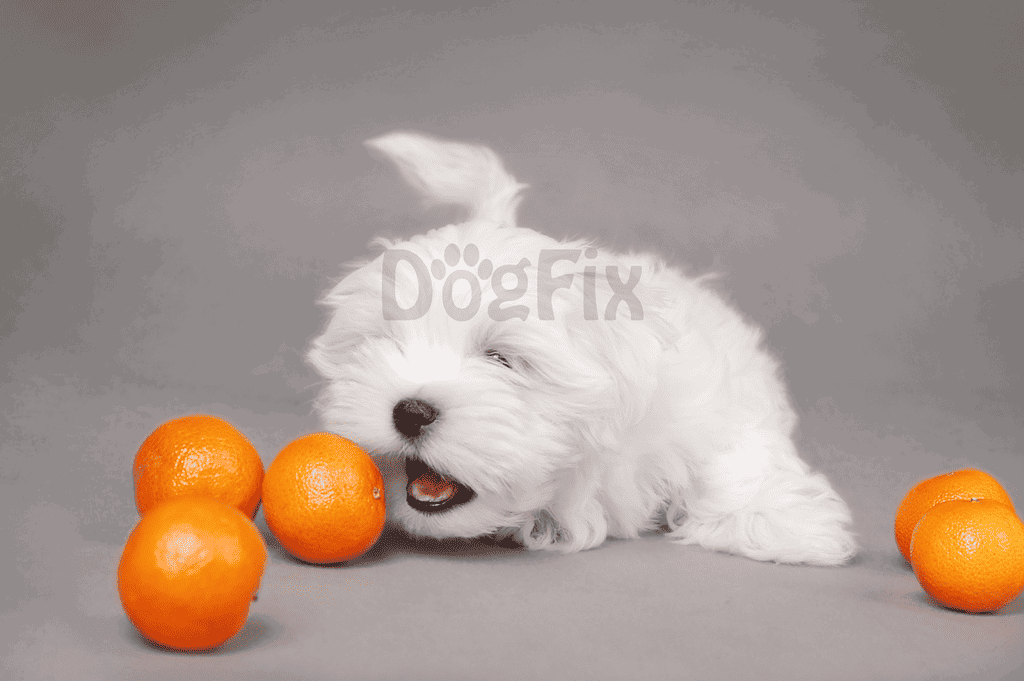 Adorable white puppy playing with oranges, promoting healthy dog treats and pet nutrition tips.