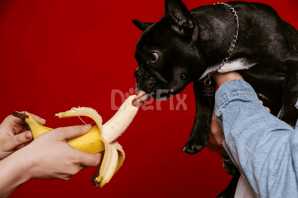 Funny bulldog tugging banana peel toy, playful pet behavior, dog fun and training, pet toys, dog-friendly activities.