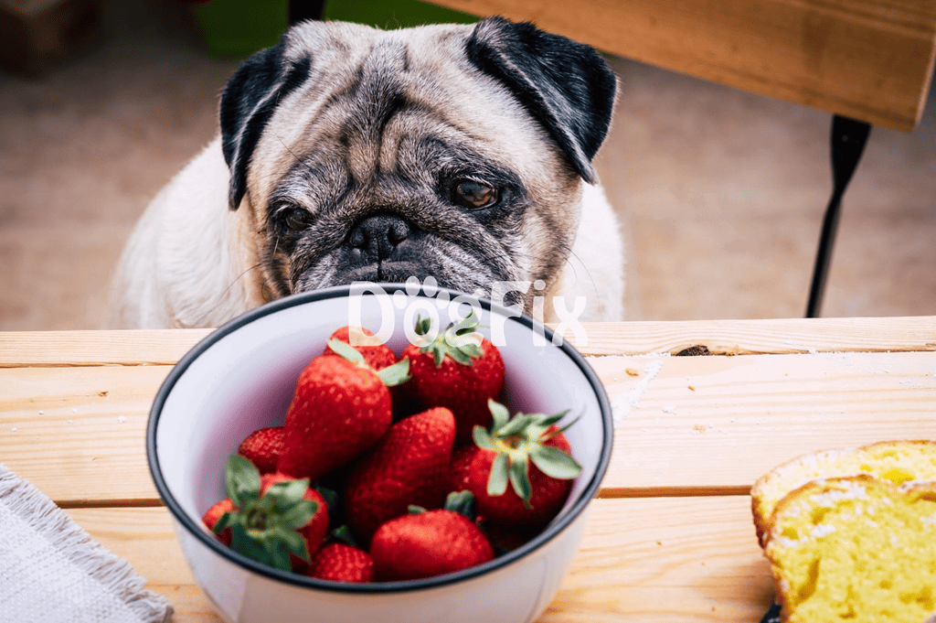 Sociable French Bulldog with bowl of ripe strawberries, healthy treat for dogs.