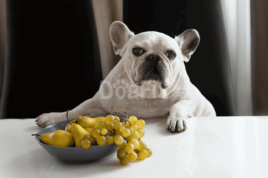 Close-up of French Bulldog with grapes and pears, promoting healthy dog treats and nutrition options.