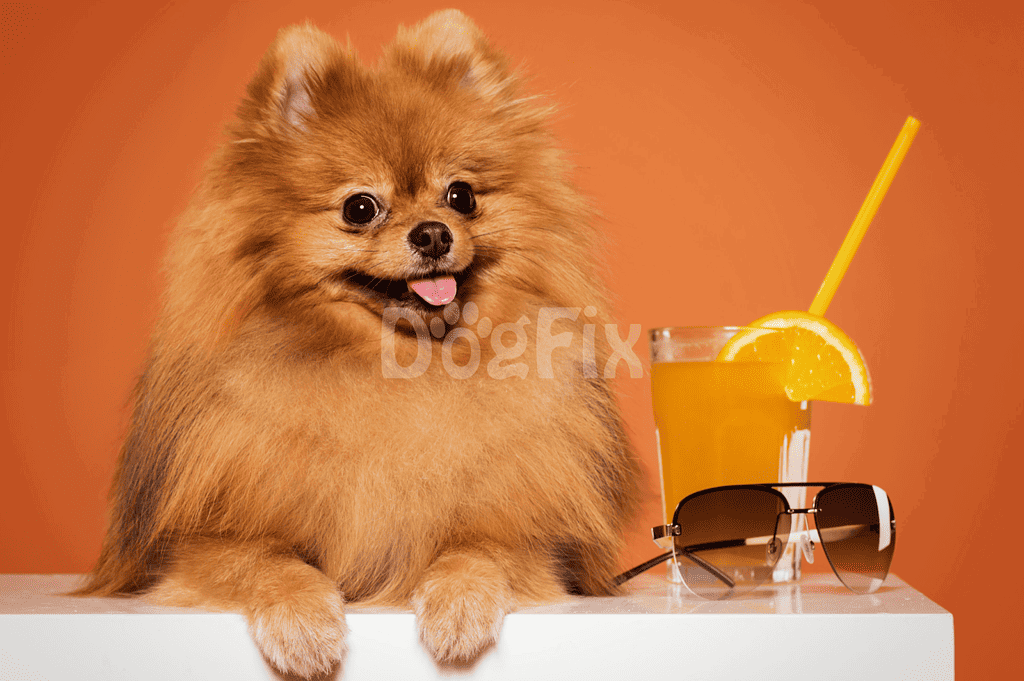 Adorable Pomeranian dog with sunglasses and orange juice on a white surface.