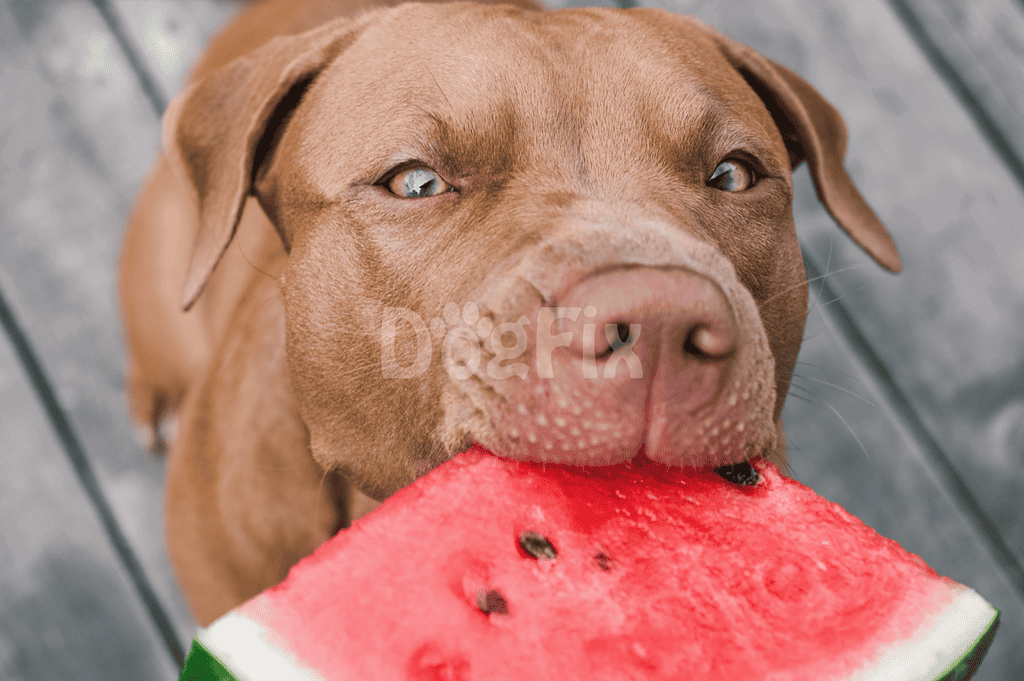 Dog enjoying a slice of juicy watermelon on a wooden deck during summer.