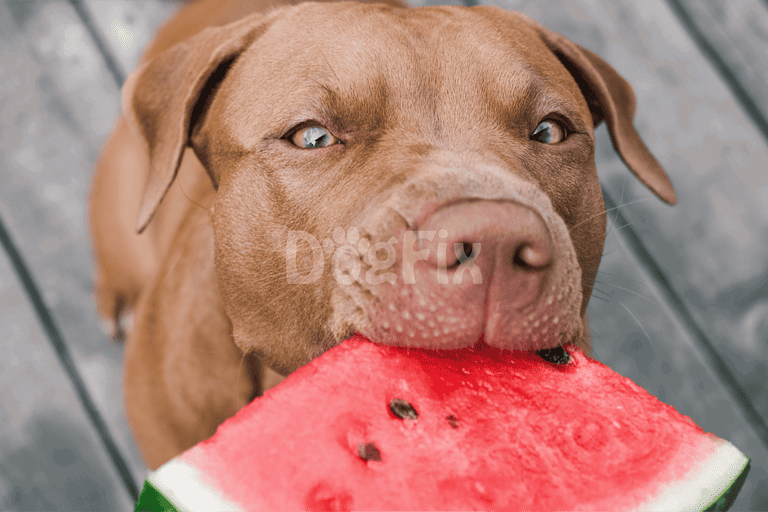 Dog enjoying a slice of juicy watermelon on a wooden deck during summer.