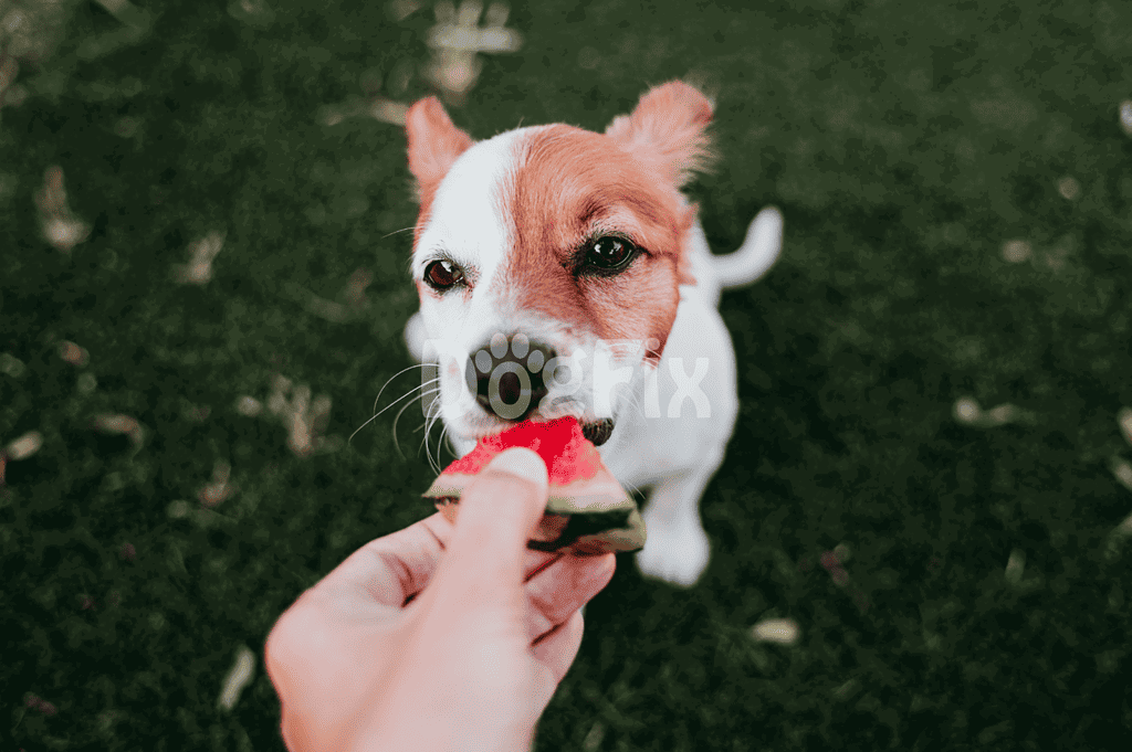 Cute dog enjoying fresh watermelon snack outdoors.