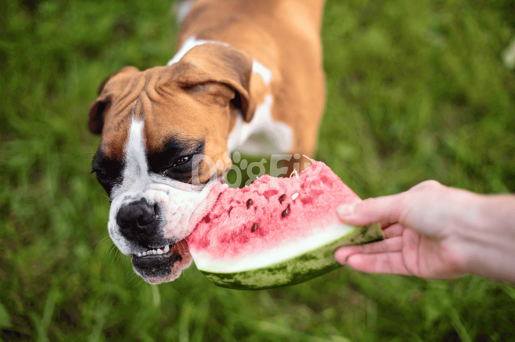 Cute dog enjoying fresh watermelon treat outside.