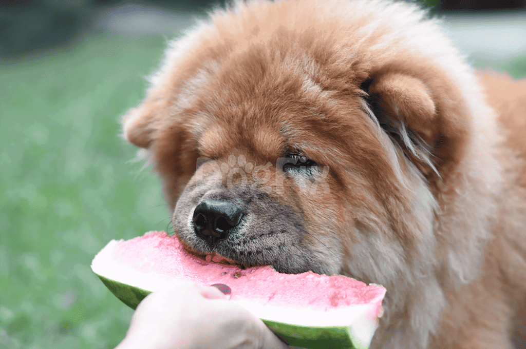 Adorable dog enjoying a fresh watermelon slice outdoors.