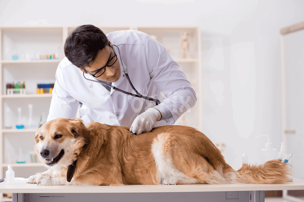 Experienced veterinarian examining a happy dog at clinic.
