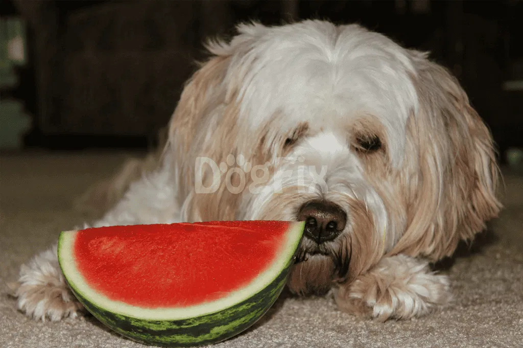 Dog with a large slice of juicy watermelon on the floor.