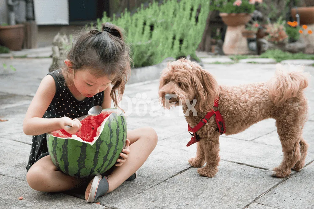 Girl and dog sharing a watermelon outdoors.
