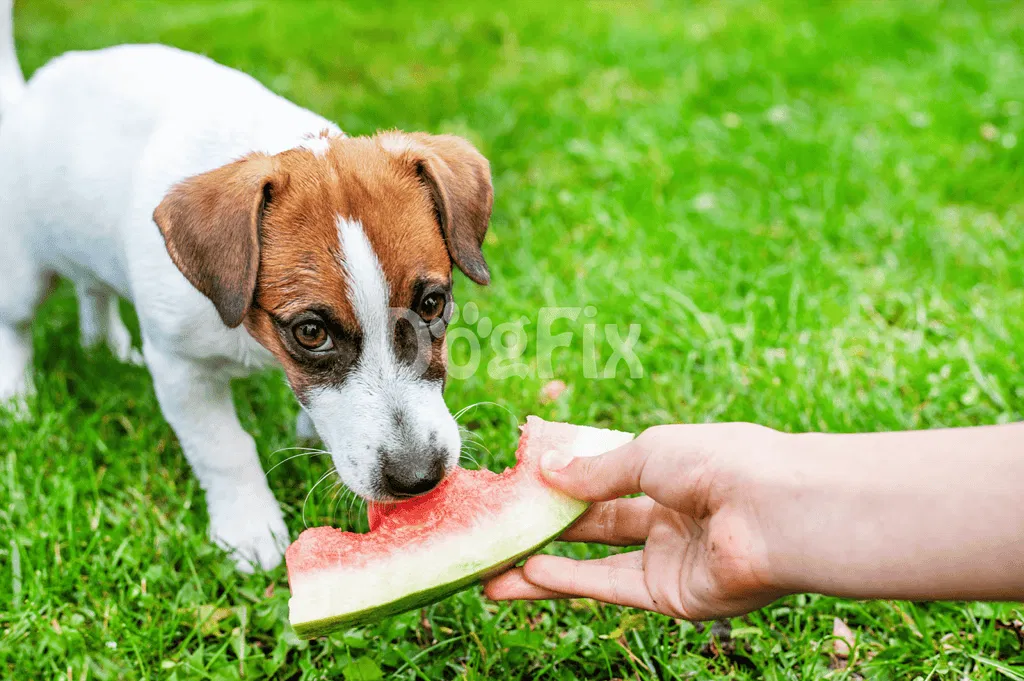 Dog enjoying fresh watermelon treat on green grass, healthy snack for dogs, summer pet care.
