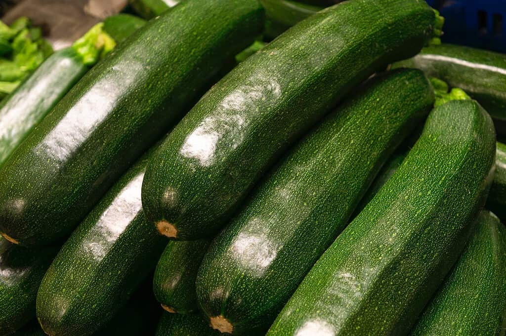 Zucchini, fresh vegetables, healthy diet, dog food ingredients, green zucchini, farm-fresh produce.