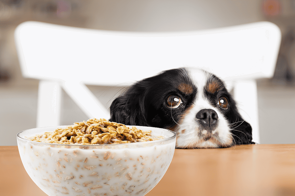 Dog food, pet nutrition, healthy dog meals.