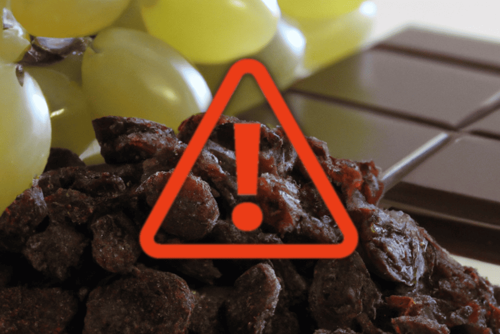 Warning: Chocolate and grapes are toxic to dogs. Keep these out of reach to ensure pet safety.