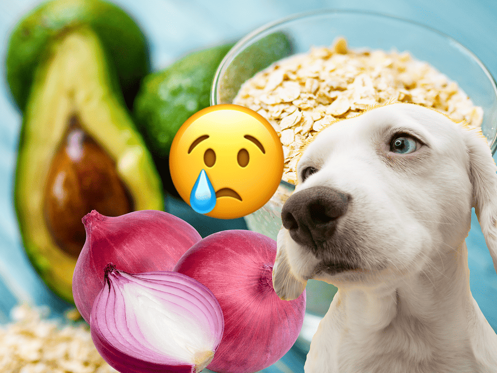 Nutritional fresh ingredients for dogs such as avocado, onion, and oats, highlighting pet diet health and wellness.