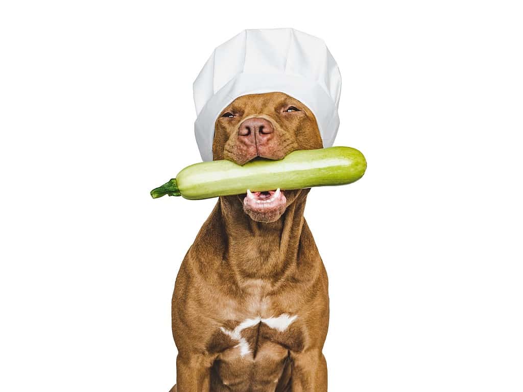 Dog dressed as a chef holding a cucumber in mouth, white background.