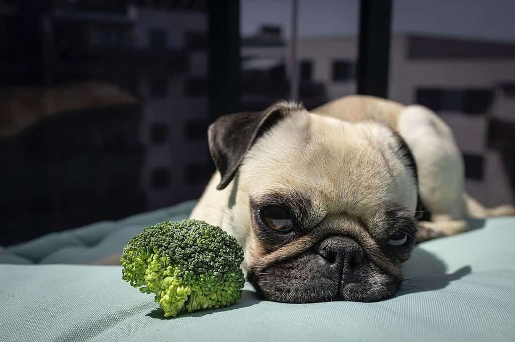 Adorable pug resting on a pet bed with fresh broccoli, highlighting dog health and nutrition tips.
