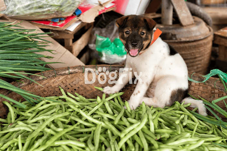 Adorable puppy with a playful expression among fresh vegetables and rustic farm elements.