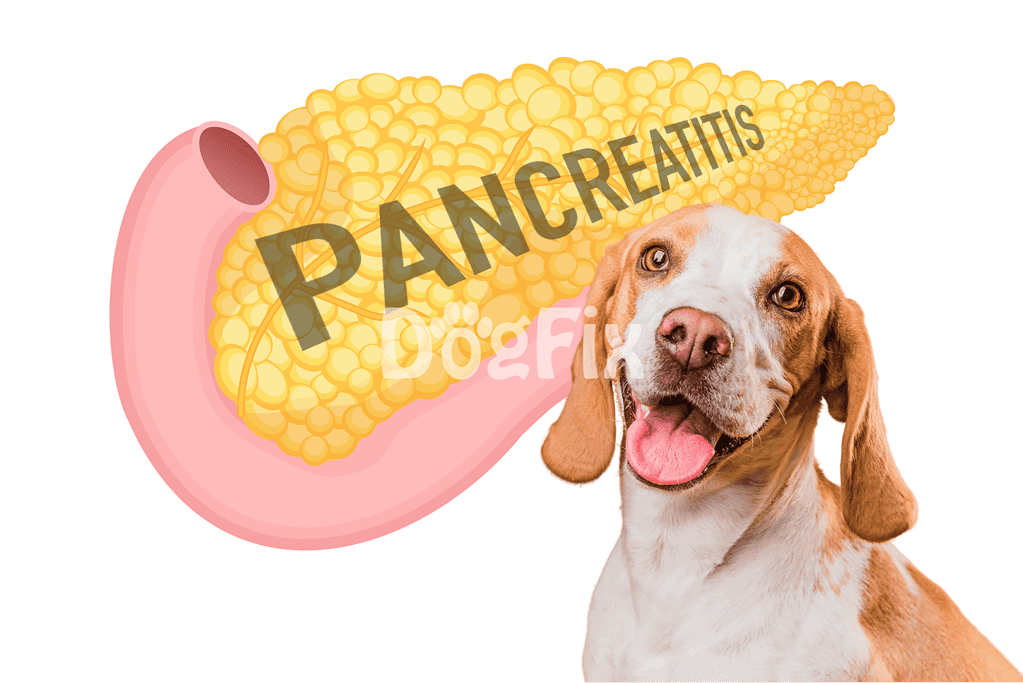 Dog pancreatic inflammation, health issues, pet care, dog health, veterinary advice.