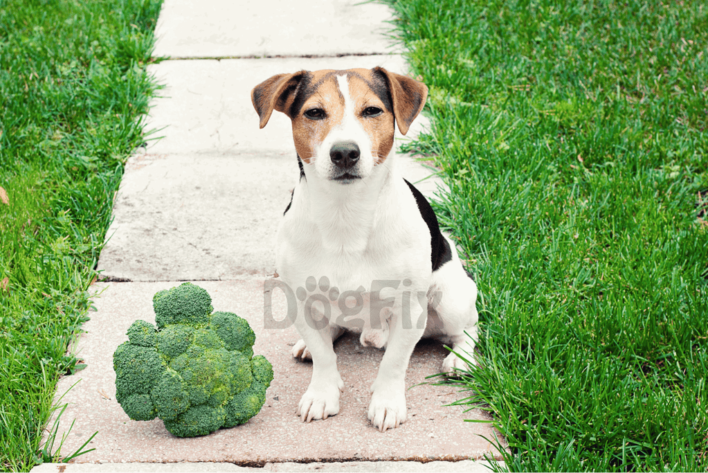 Dog sitting outdoors with broccoli, on a pathway surrounded by grass.