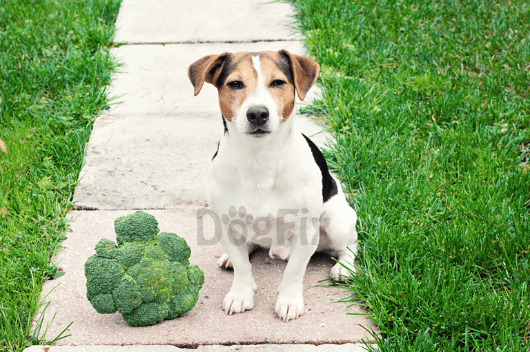 Dog sitting outdoors with broccoli, on a pathway surrounded by grass.