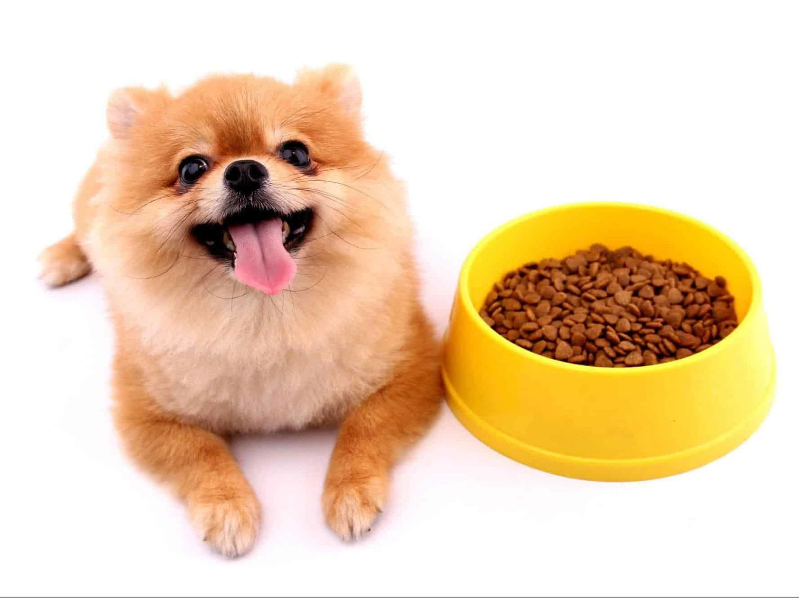 Adorable Pomeranian dog enjoying a meal with a yellow food bowl filled with dog kibble on a white background.