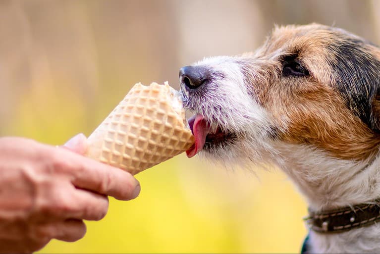Dog licking ice cream cone, summer treat for pets, healthy dog desserts, pet-friendly ice cream.