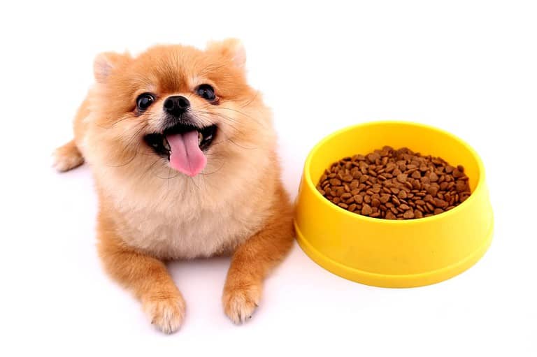 Cute Pomeranian with food bowl.