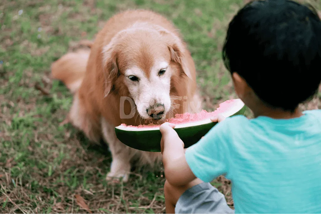 Friendly dog eating watermelon with child, outdoor pet fun, healthy dog food, summer pet care.