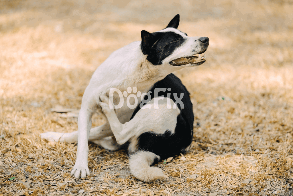 Happy black and white dog playing on grass, outdoor dog playtime, Dogfix.com pet health and training.